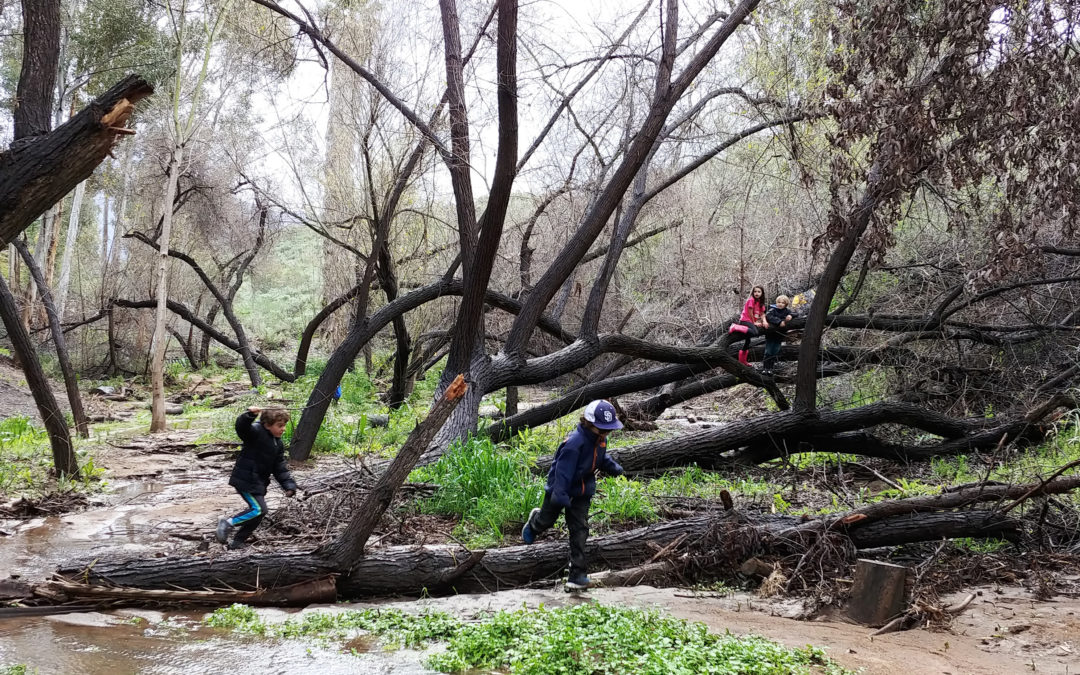 STEAM Forest School (Pre-K & Homeschoolers to age 9)