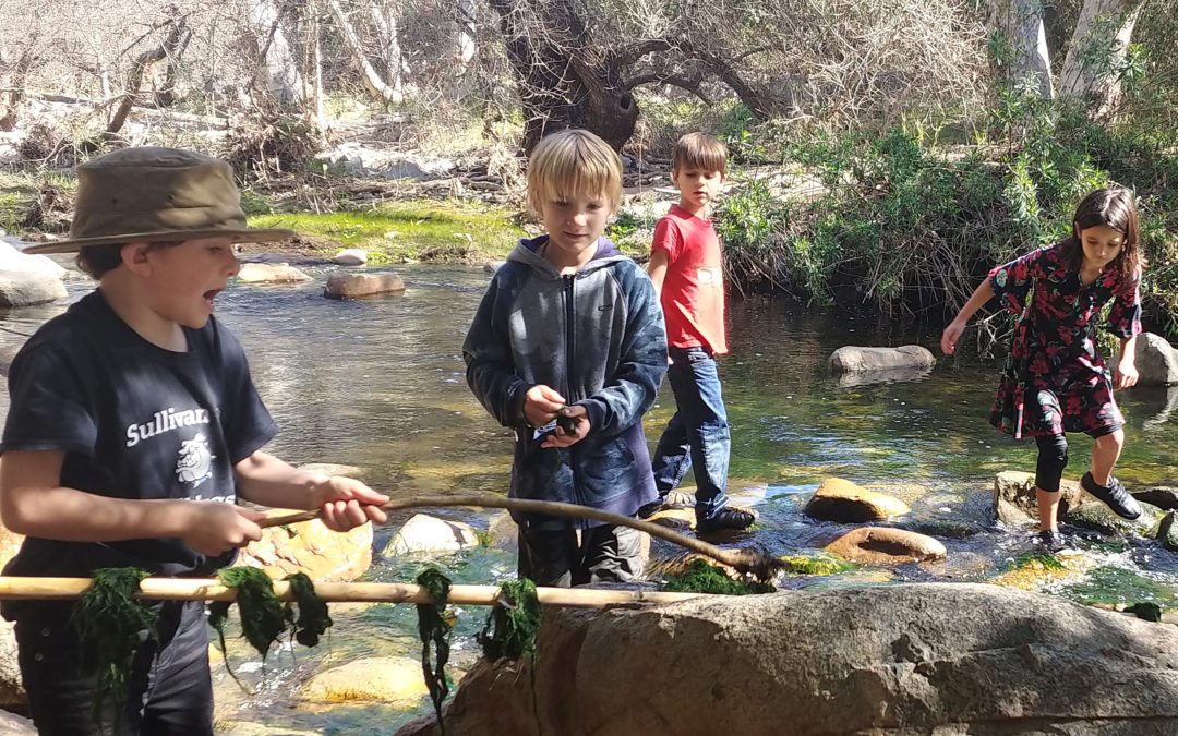 TREE KIDS: forest film school